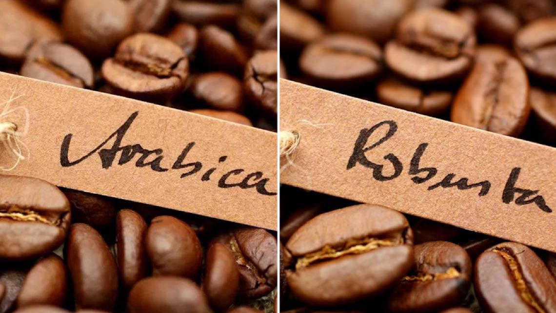 Arabica vs Altre Miscele: Una Guida alla Qualità del Caffè